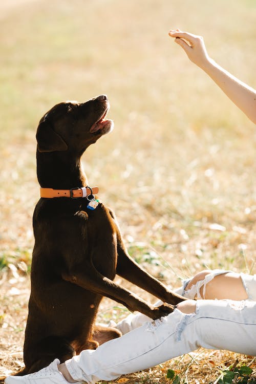 Transformative Dog Training Experience Promised by Sierra Canine Experts